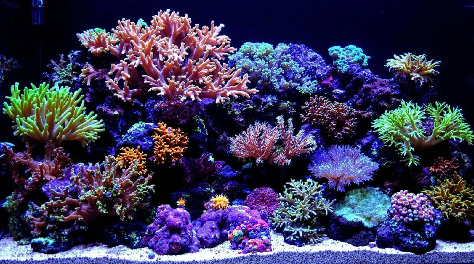 Vibrant coral reef aquarium showcasing diverse species and colors of corals under blue lighting.