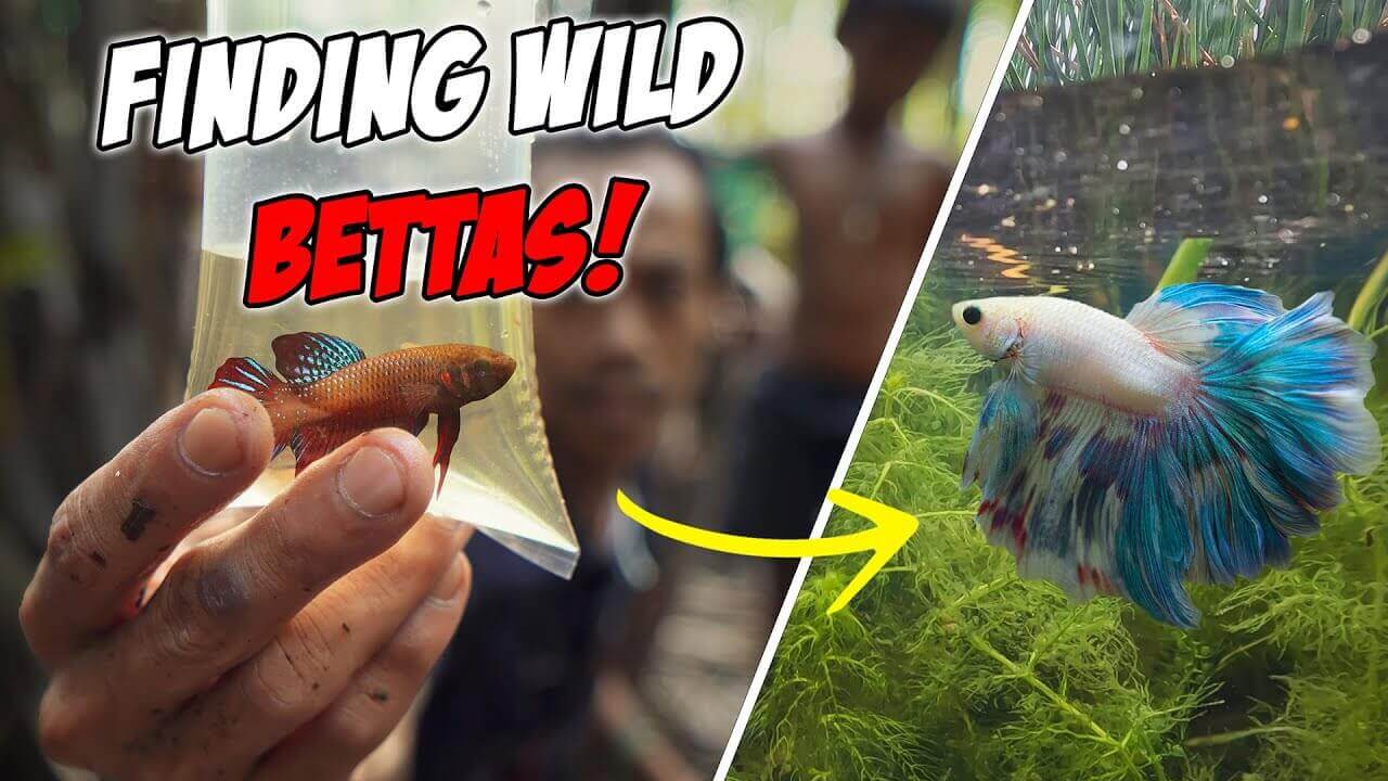 A person holding a wild betta fish in a bag alongside a colorful betta in an aquatic environment.