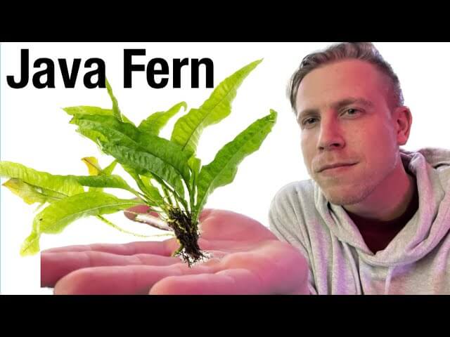 Java Fern Air Java Fern Plant Care Guide: Easily Grow Aquatic Plants