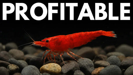 Cherry Shrimp Breeding Setup: Water Parameters, Care, Genetics and Selling Guide featuring a vibrant cherry shrimp on rocks.