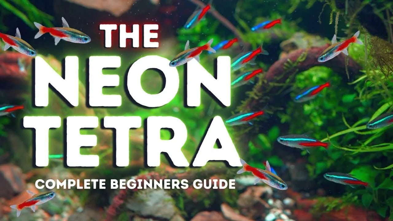 Neon Tetra Care Guide: Tank Setup, Water Parameters, Food and School Size with colorful neon tetras in a vibrant aquarium.
