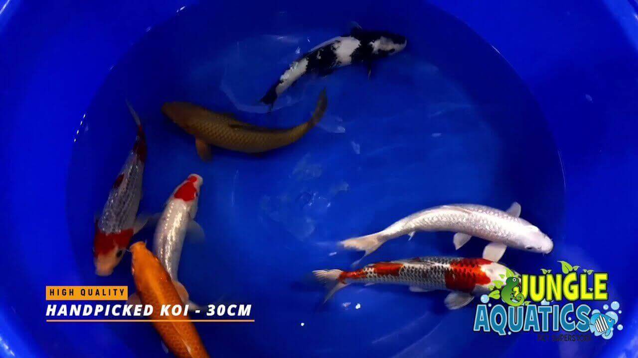 High-quality handpicked koi fish in a blue container, showcasing vibrant colors and patterns.