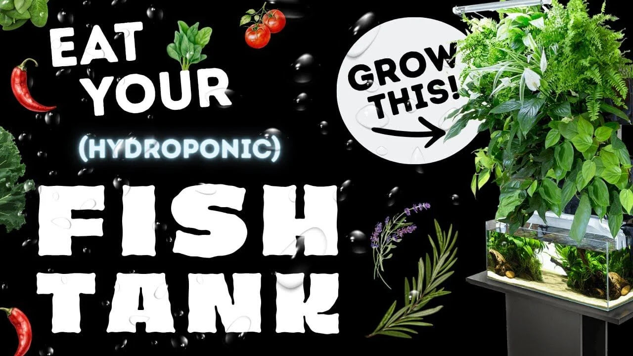 How to Set Up a Hydroponic Garden Above a Fish Tank with herbs and plants growing above an aquarium.
