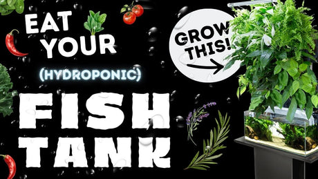 How to Set Up a Hydroponic Garden Above a Fish Tank with herbs and plants growing above an aquarium.