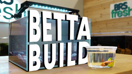 Betta tank setup with a clear container and a betta fish, showcasing the betta build process.