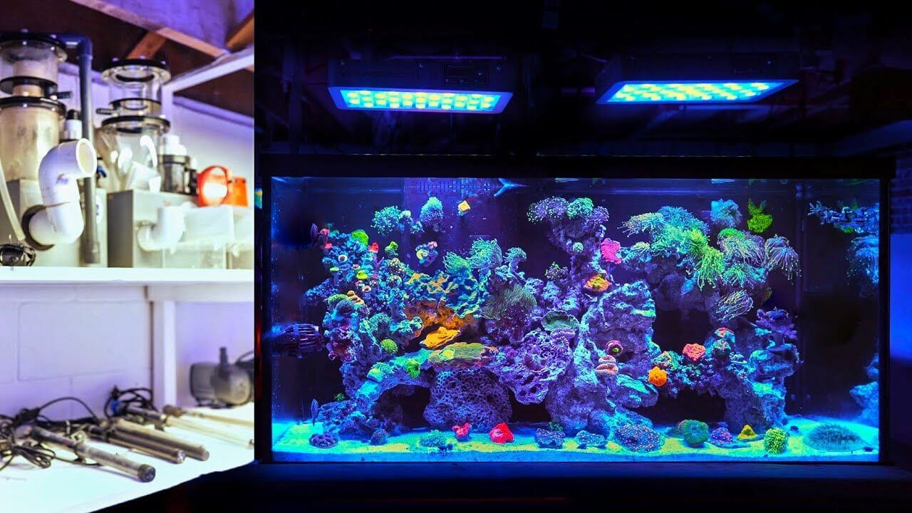 Vibrant coral reef aquarium illuminated with blue lights, showcasing colorful corals in a basement setup.