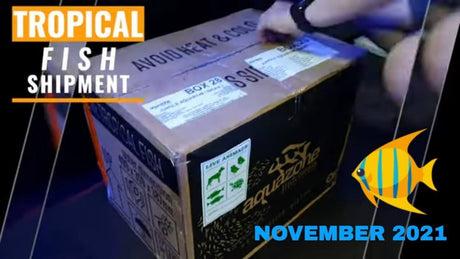 Tropical fish shipment box labeled for November 2021, highlighting aquatic care instructions.