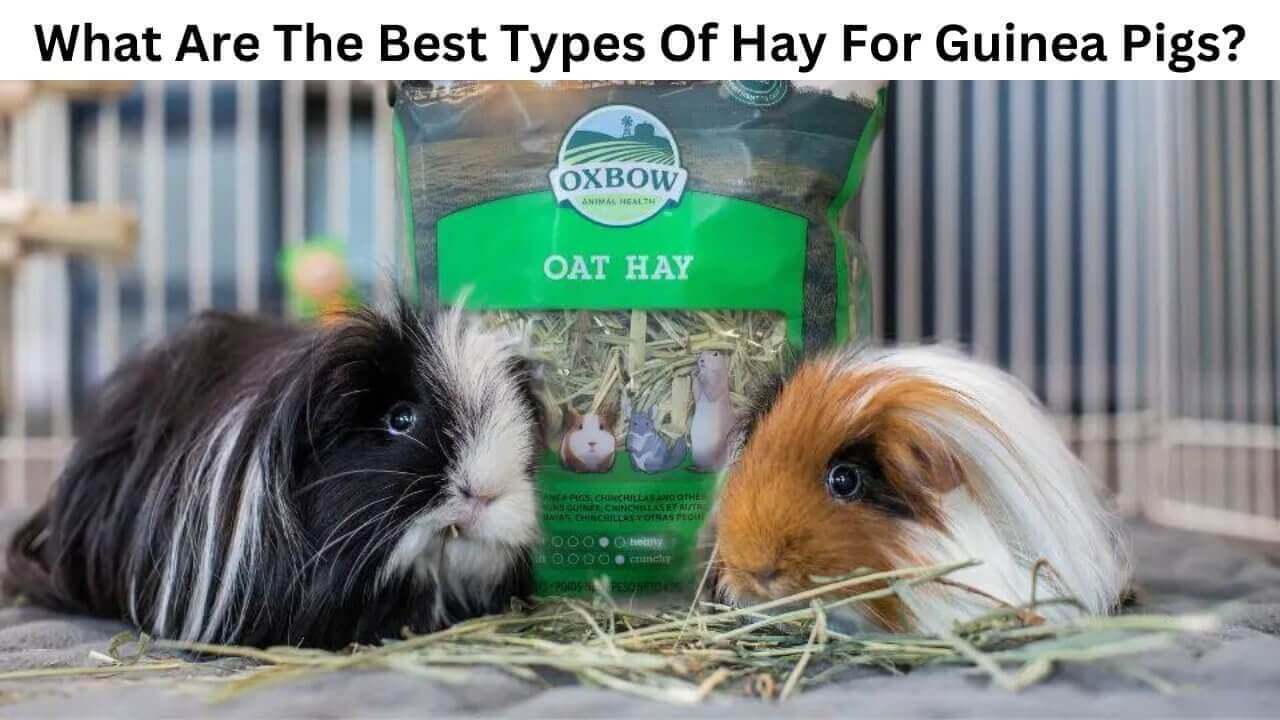 Two guinea pigs next to a bag of Oxbow oat hay, showcasing essential hay options for guinea pig diets.