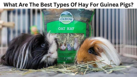 Two guinea pigs next to a bag of Oxbow oat hay, showcasing essential hay options for guinea pig diets.