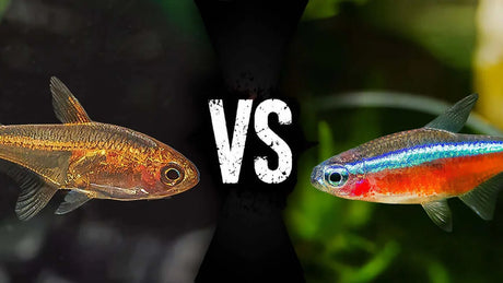Best Schooling Fish for Aquariums: How 32 Popular Species Compare, featuring rummy nose tetra vs glowlight tetra.