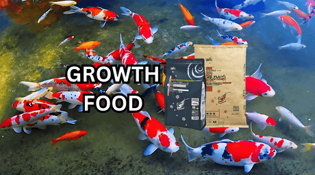 Koi swimming in a pond with Saki-Hikari Growth Koi Food packaging in the foreground.