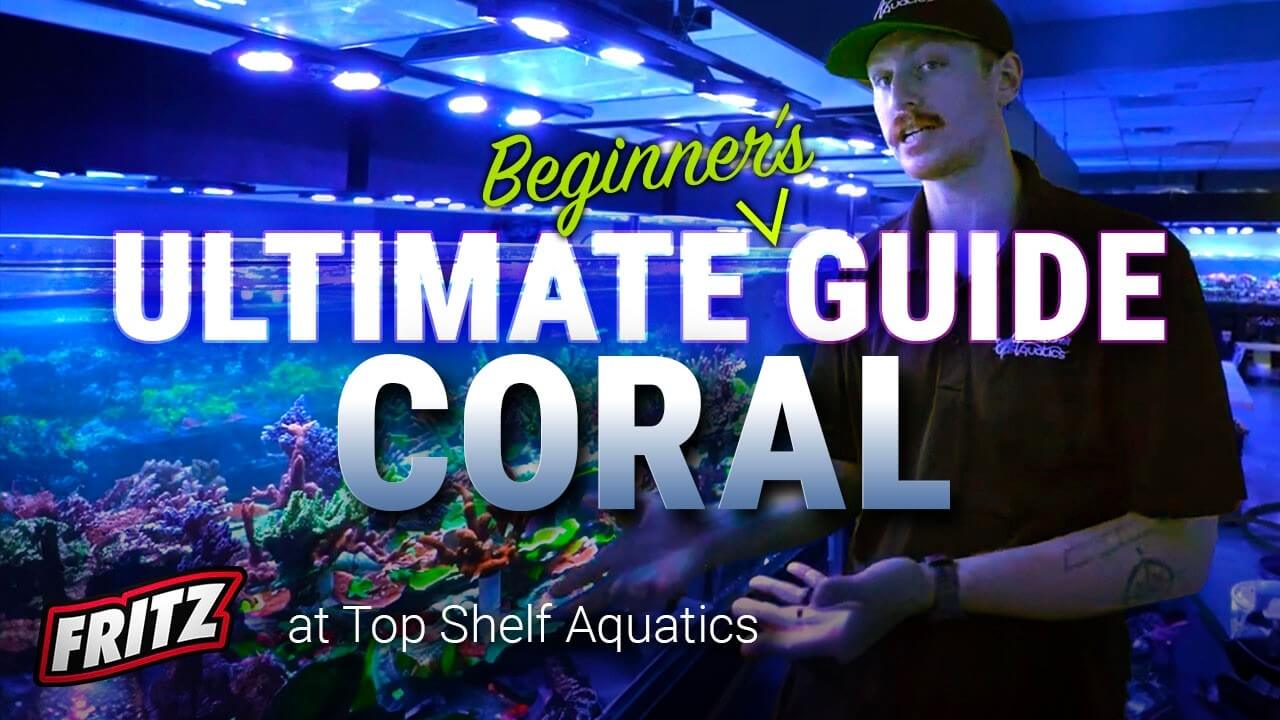 Beginner's guide to coral featuring Jimmy at Top Shelf Aquatics with colorful coral display.