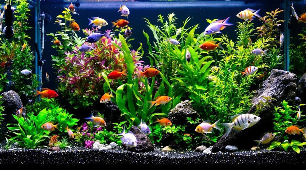 A vibrant aquarium filled with colorful fish and lush aquatic plants, showcasing an ideal setup for beginners.