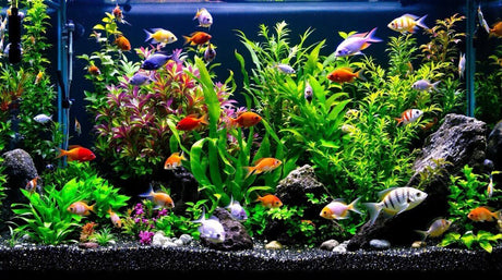 A vibrant aquarium filled with colorful fish and lush aquatic plants, showcasing an ideal setup for beginners.