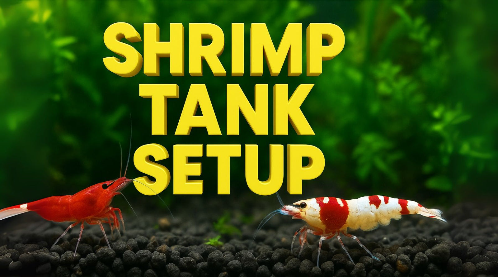 Two colorful shrimp in a planted aquarium with text overlay 'Shrimp Tank Setup'.