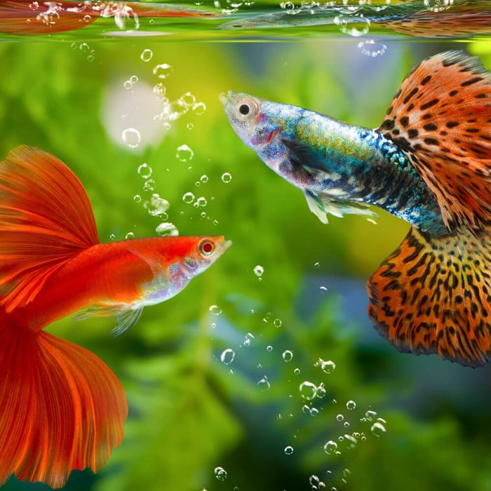 A Beginner's Guide to Breeding Guppies: Tips and Techniques for Success - Jungle Aquatics Pet Superstore