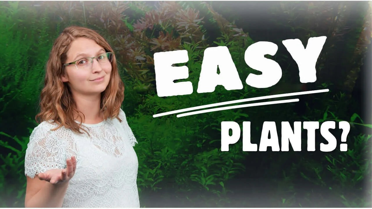 5 Easy Aquarium Plants for Beginners: Low-Tech Freshwater Plant Care - Woman questioning easy plants with aquarium background.