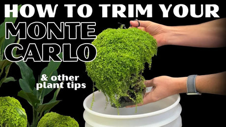 How to Trim Monte Carlo and Maintain Easy Planted Aquarium Plants with tips for healthy aquascaping.