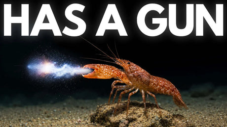 Pistol Shrimp Explained: How Their Snapping Claw Works and How to Keep One, showcasing the shrimp's powerful snapping claw.