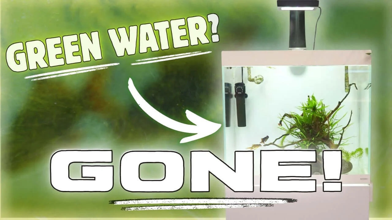 How a UV Sterilizer Clears Green Aquarium Water and Controls Free-Floating Algae - Clear aquarium with plants.