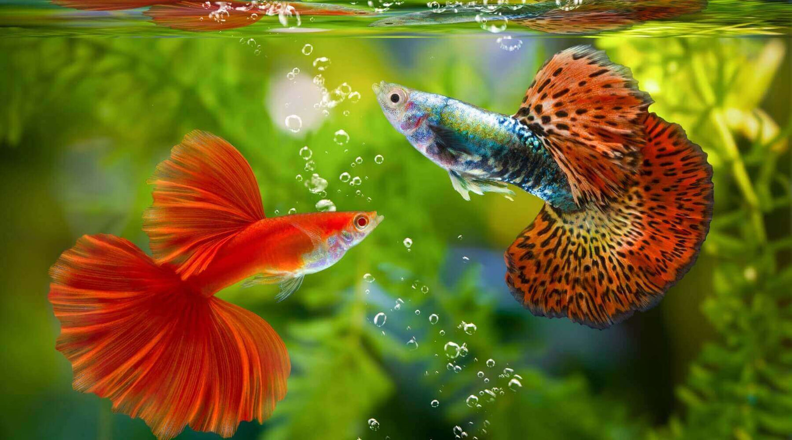 Two colorful guppies swimming in clear water with bubbles and aquatic plants in the background.