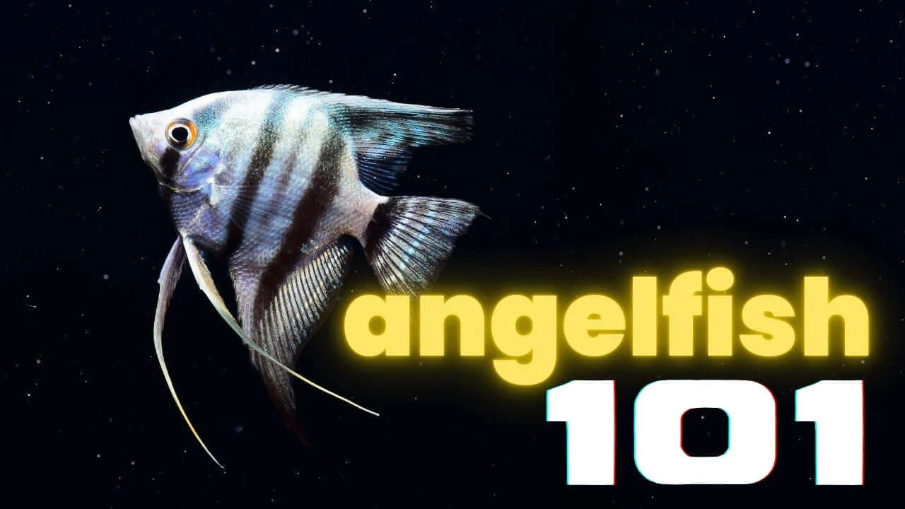 Freshwater Angelfish Care Guide: Tank Size, Water, Food and Tank Mates featuring an angelfish in a vibrant aquarium.
