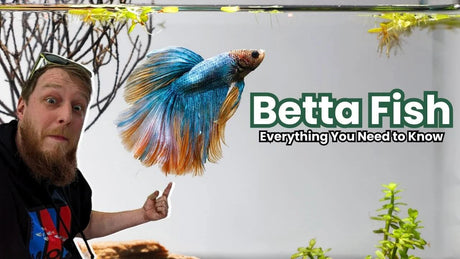 Betta Fish Care Guide: Tank Setup, Water Conditions, Food and Tank Mates featuring vibrant betta fish in a planted aquarium.