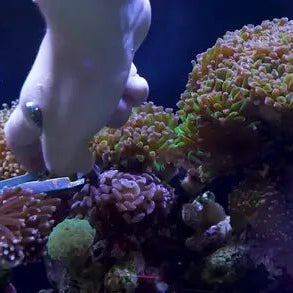 Avoiding Common Mistakes in Fragging Corals: A Comprehensive Guide - Jungle Aquatics Pet Superstore