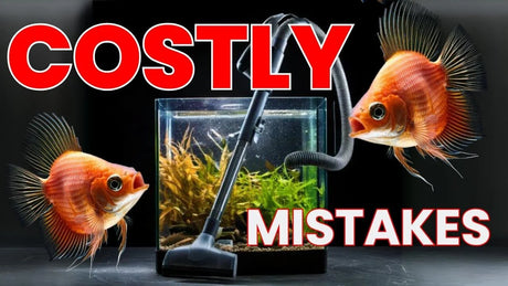 How to Vacuum an Aquarium Properly: Gravel, Sand and Planted Tank Substrate with fish and vacuum in a tank.