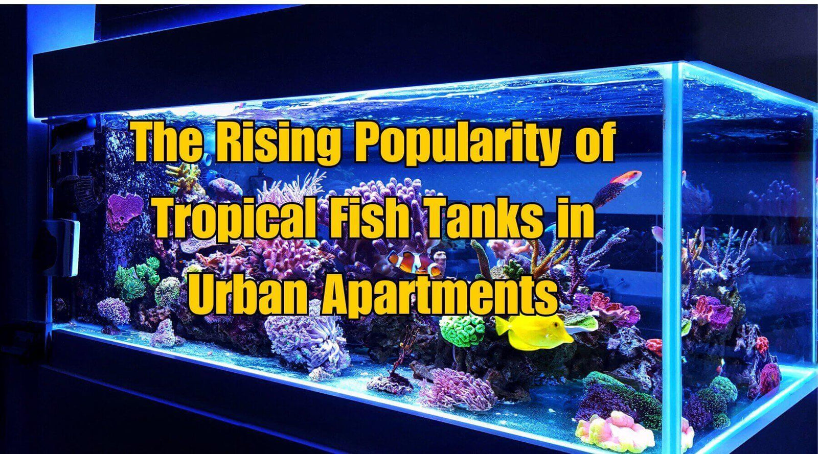 Vibrant tropical fish tank showcasing colorful corals and aquatic life in an urban apartment setting.