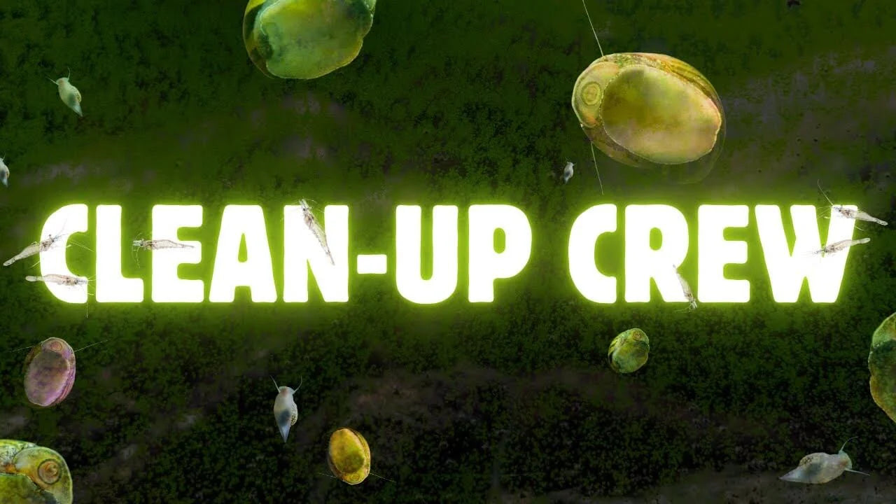 Best Freshwater Aquarium Clean-Up Crew: Snails, Shrimp and Algae-Eating Fish with various aquatic creatures.