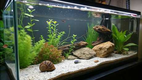 A well-maintained freshwater aquarium showcasing aquatic plants, rocks, and a snail nestled in the substrate.