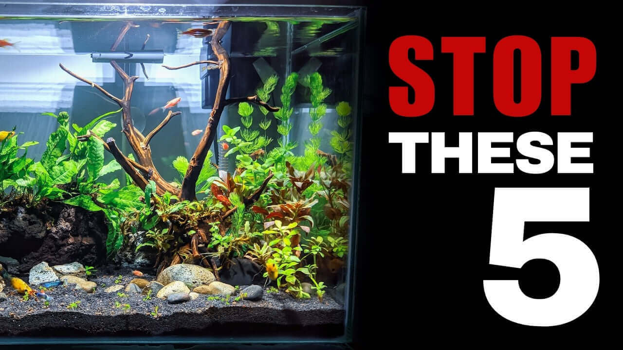 Aquarium with vibrant plants and fish, emphasizing "Stop These 5" essential tips for beginners to prevent common problems.