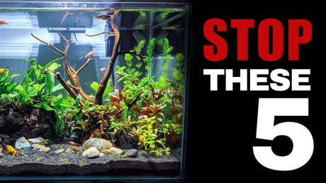 Aquarium with vibrant plants and fish, emphasizing "Stop These 5" essential tips for beginners to prevent common problems.