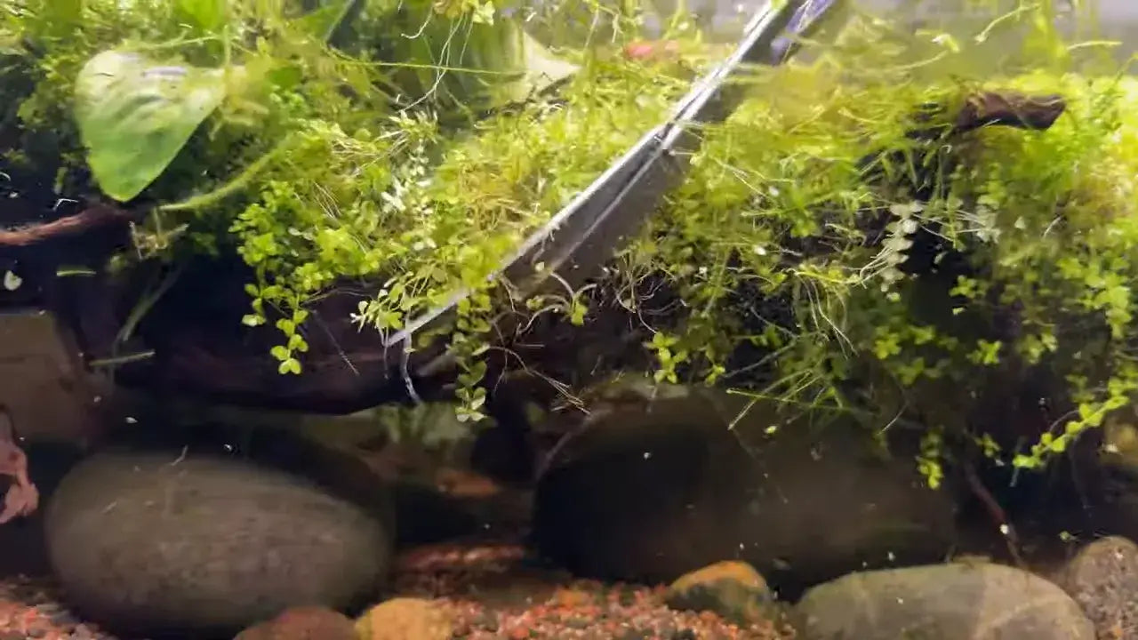 How to Trim Monte Carlo in an Aquarium Without Ruining Your Aquascape – trimming lush green Monte Carlo in a vibrant aquascape.