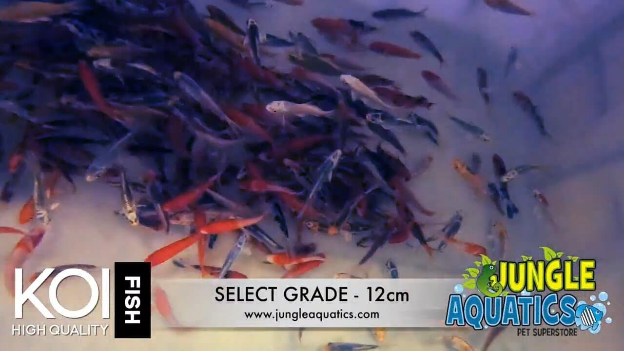 High-quality 12cm select grade koi fish swimming in a tank at Jungle Aquatics.