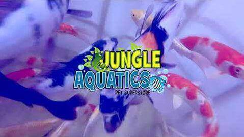 Vibrant Japanese koi fish swimming in a tank at Jungle Aquatics pet superstore.