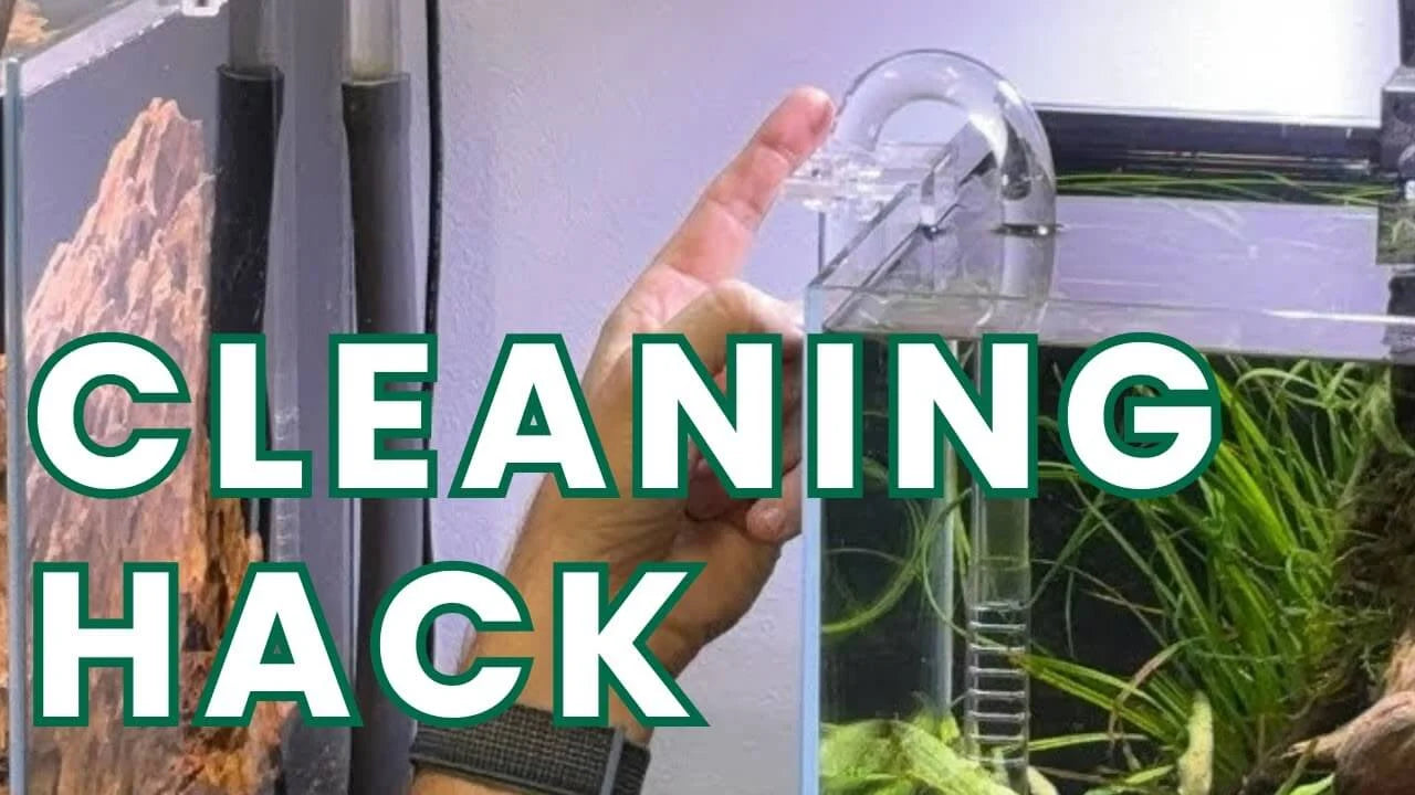 How to Clean Aquarium Lily Pipes Without Sending Debris Back Into the Tank - cleaning hack tutorial with lily pipe.