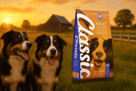 Two happy dogs beside a bag of Montego Classic Adult Dog Food in a beautiful outdoor setting.