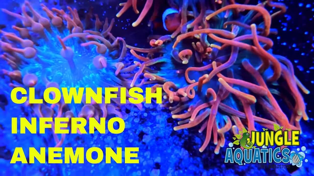 Clownfish swimming behind Inferno Anemone in our Reef Aquarium - Vivid bright anemone color development - Jungle Aquatics Pet Superstore