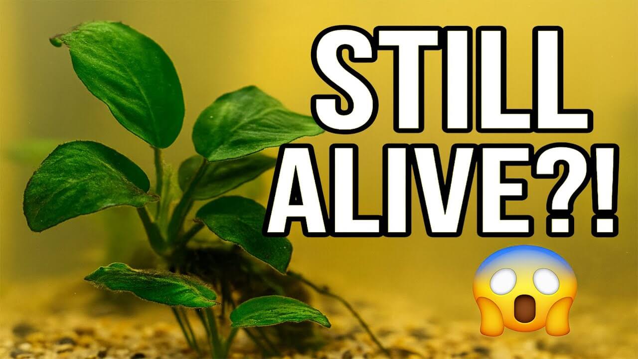 Healthy aquarium plant thriving in low light, showcasing resilience for aquarists with minimal care.