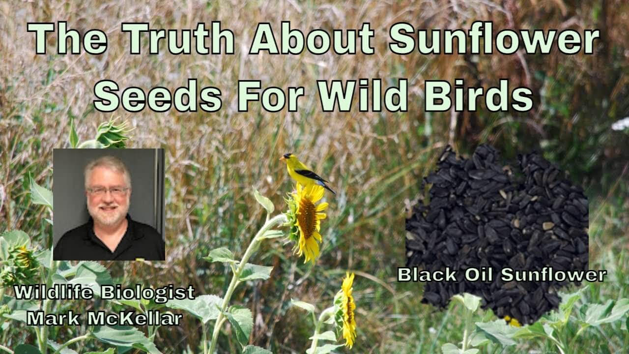 Wildlife biologist Mark McKellar discusses sunflower seeds for wild birds with black oil sunflower in background.