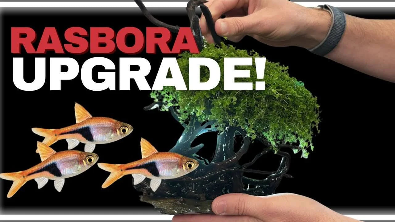 How to Move Fish to a Bigger Tank Safely: A Planted Aquarium Upgrade Guide with Rasbora fish and aquatic plants.