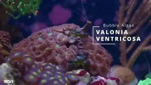 Close-up of Valonia ventricosa, a type of bubble algae, in a colorful reef tank environment.