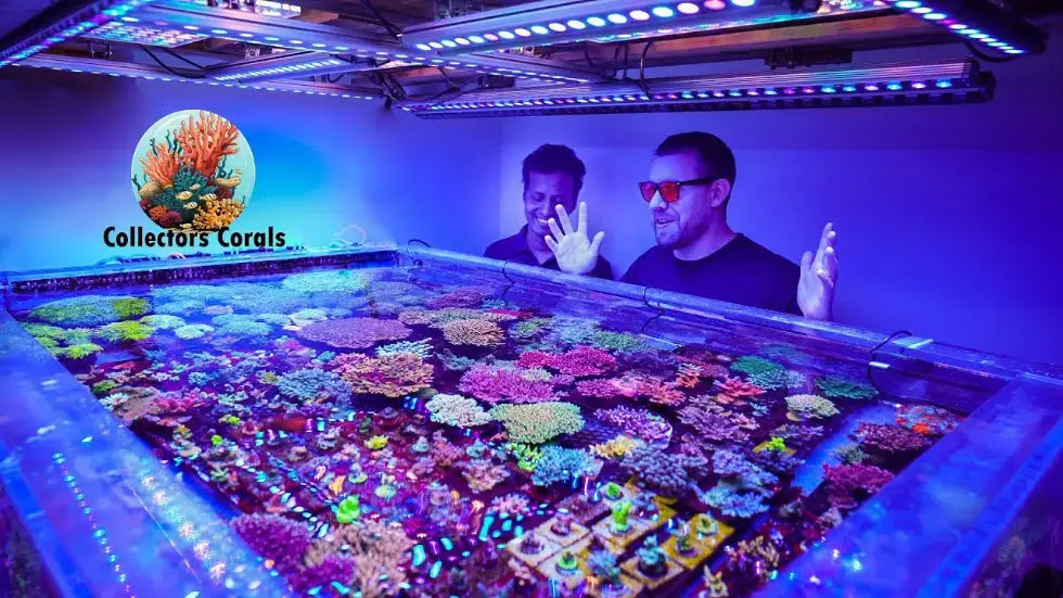 Two men in sunglasses admire a vibrant coral display in the Collector's Corals aquarium.
