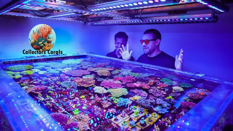 Two men in sunglasses admire a vibrant coral display in the Collector's Corals aquarium.