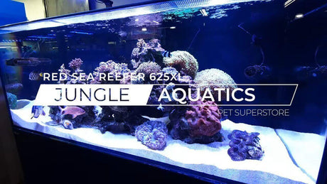 Red Sea Reefer 625XL display aquarium showcasing vibrant corals and fish at Jungle Aquatics pet superstore.