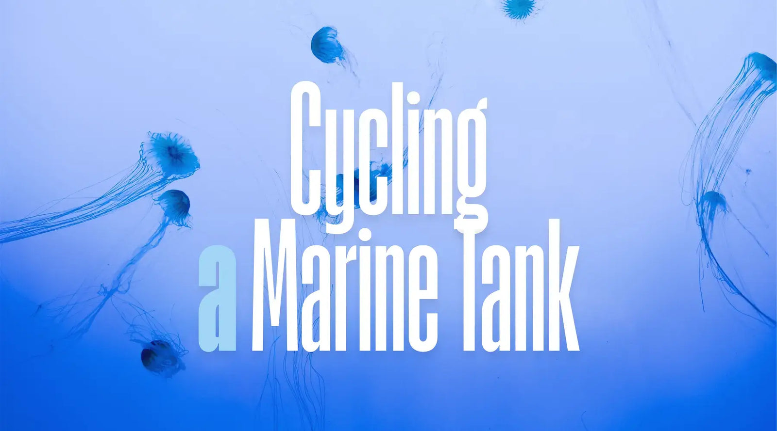 Text overlay on a blue background with jellyfish, titled 'Cycling a Marine Tank'.