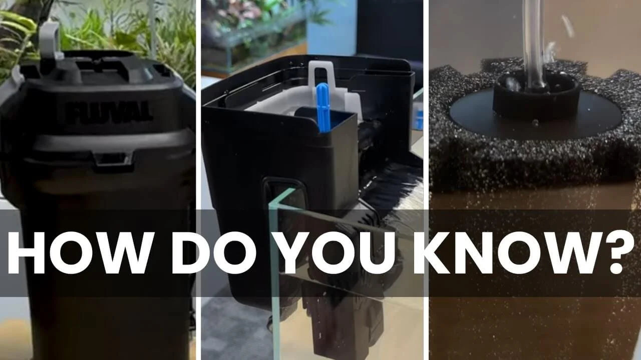 Best Aquarium Filter: HOB vs Canister vs Sponge Filters showing images of different types of aquarium filters.