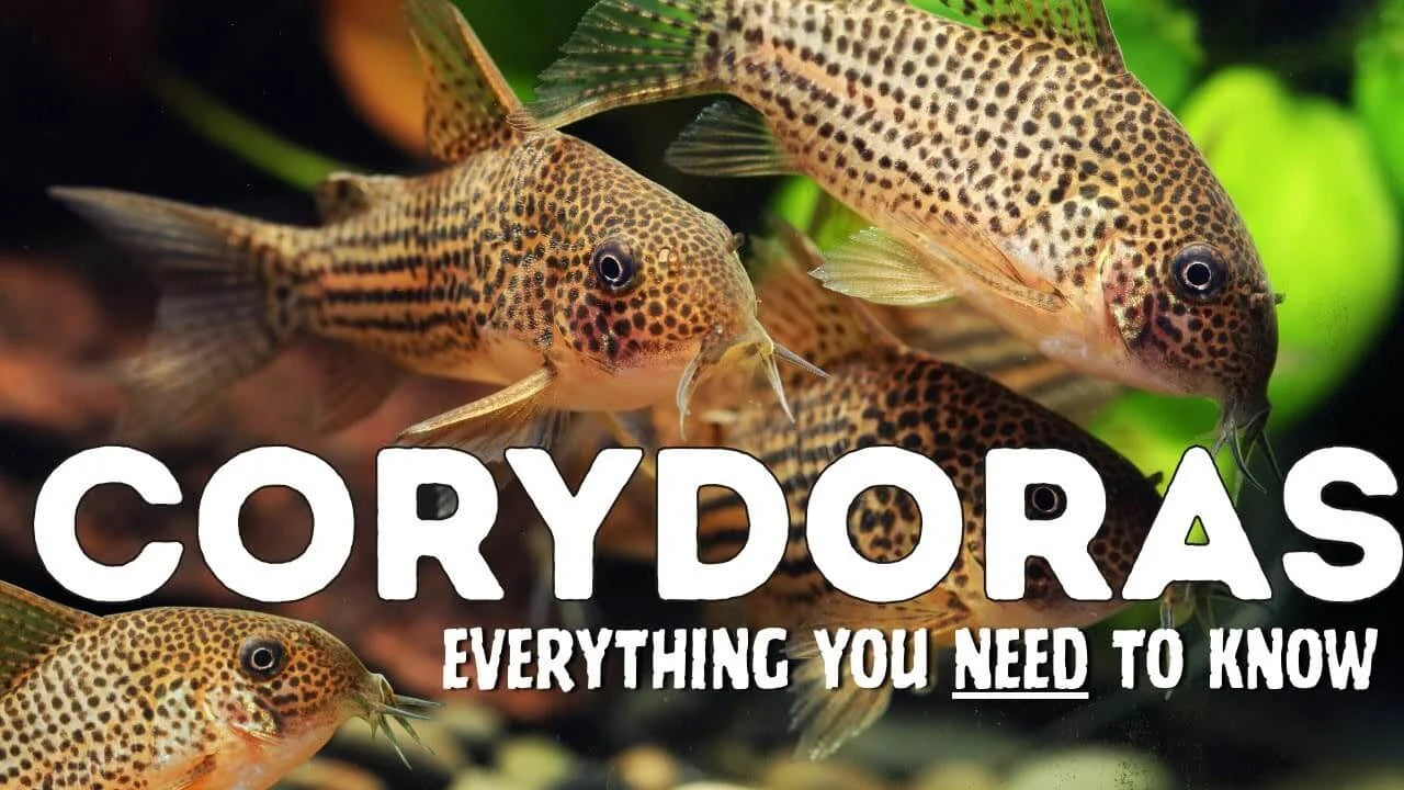 Corydoras Catfish Care Guide: Tank Setup, Diet, Group Size and Common Mistakes features cory catfish in aquarium.